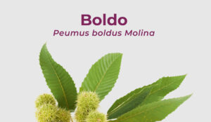 Lee más sobre el artículo Boldo – Peumus boldus Molina.