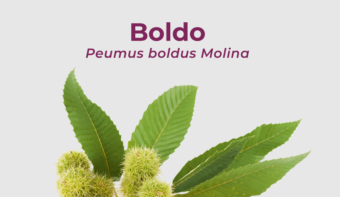 En este momento estás viendo Boldo – Peumus boldus Molina.