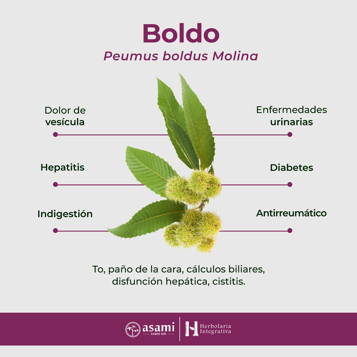 El Boldo (Peumus boldus Molina) es una planta que destaca por su versatilidad medicinal y por el valor que ha tenido tanto en las tradiciones indígenas como en la medicina herbal moderna.