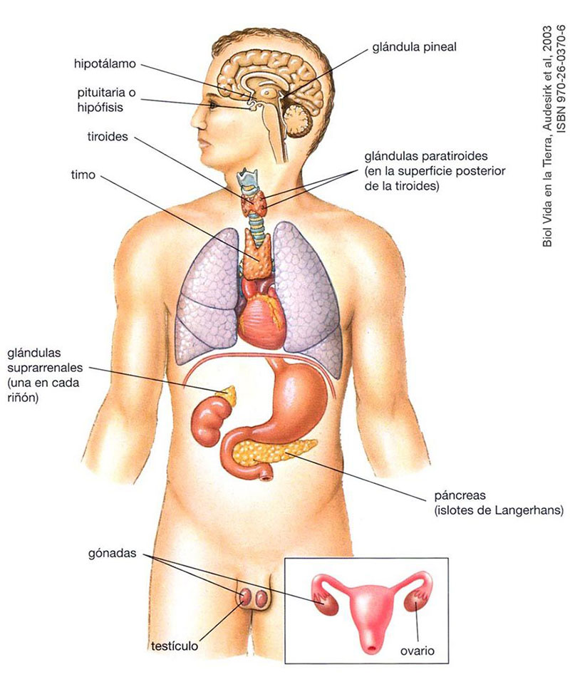 Funciones de las Hormonas. Glándulas endócrinas del cuerpo