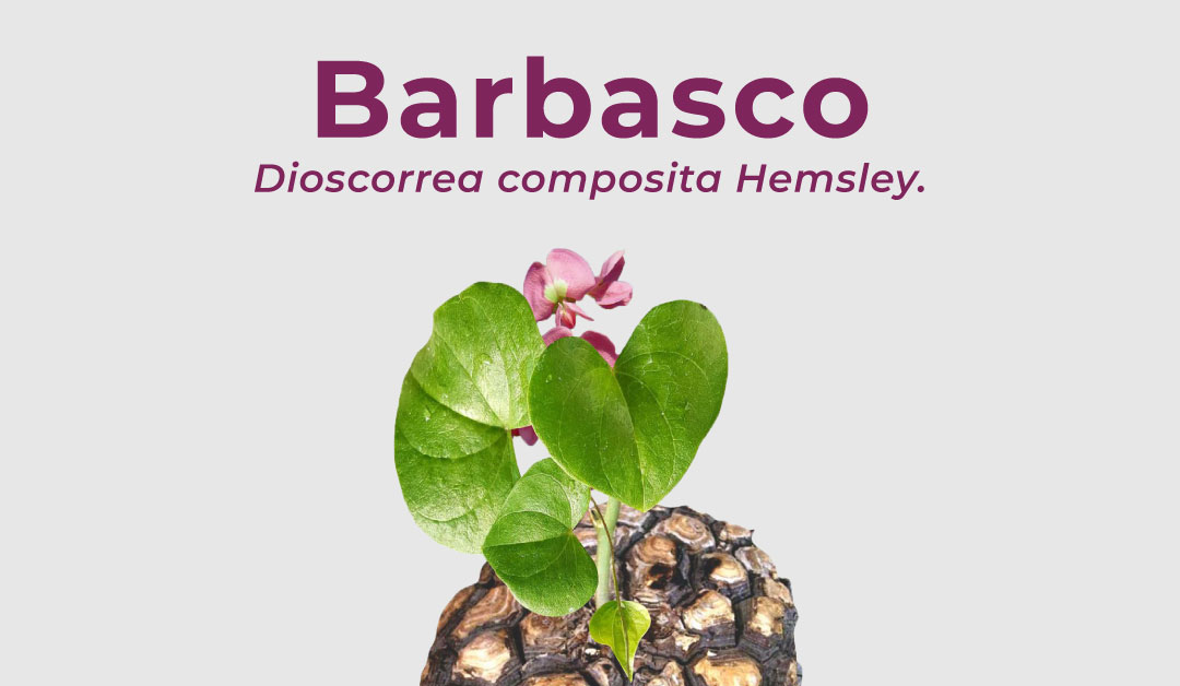 Lee más sobre el artículo Barbasco (Dioscorrea composita Hemsley)