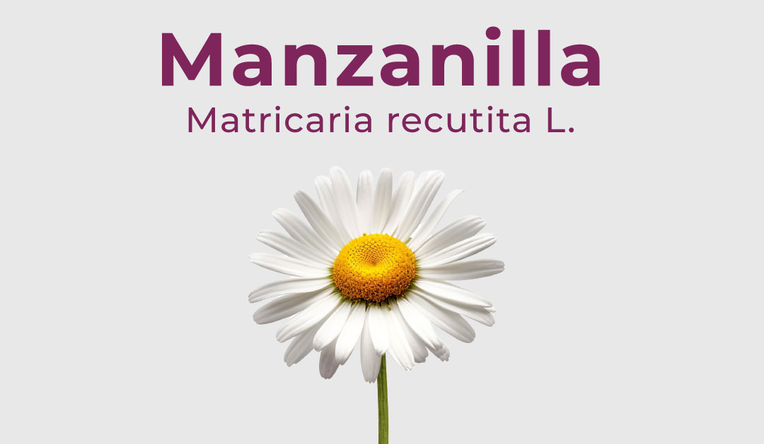 Lee más sobre el artículo Manzanilla (Matricaria recutita L.)