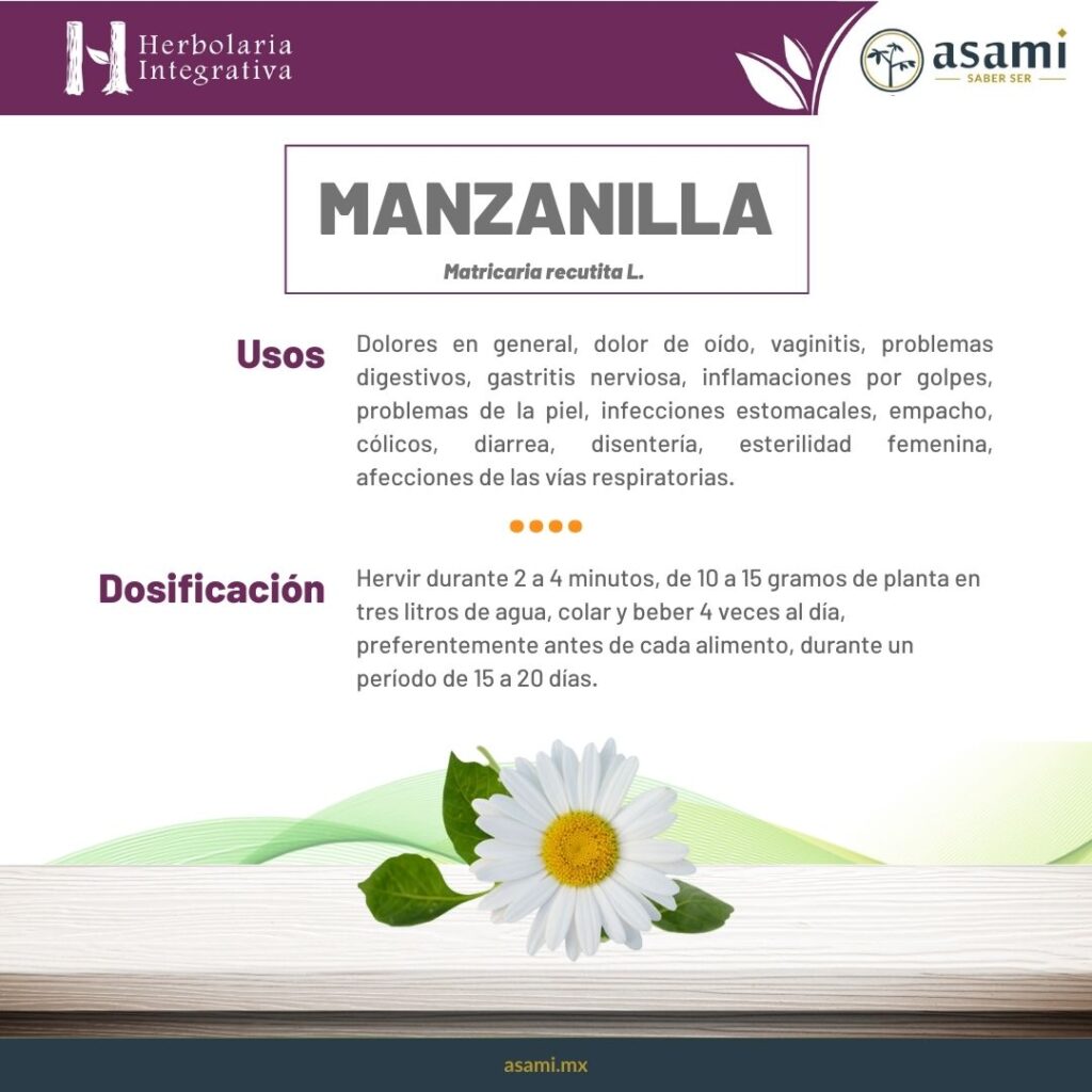 Manzanilla. Matricaria recutita. Planta medicinal. Herbolaria mexicana.