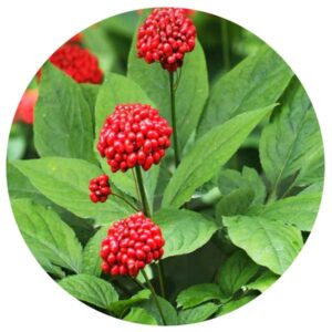 Plantas medicinales - Ginseng