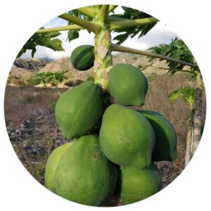 Plantas medicinales - Papaya