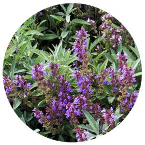 Plantas medicinales - Salvia