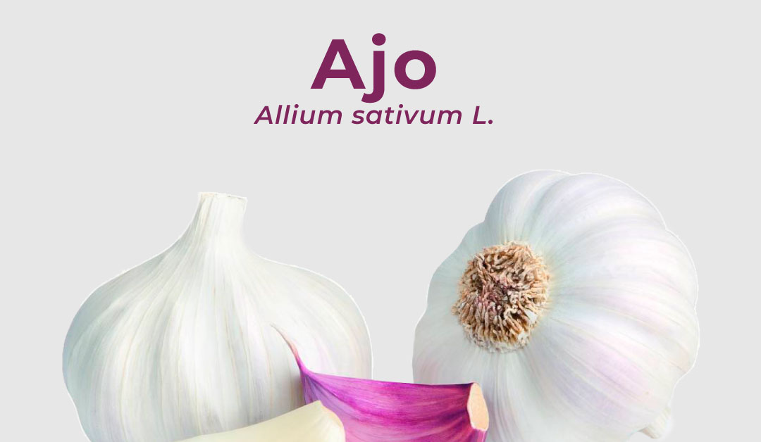 Lee más sobre el artículo Ajo – Allium sativum L.
