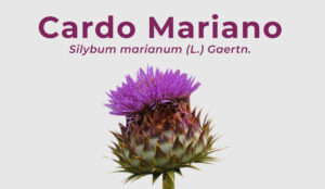 Lee más sobre el artículo Cardo Mariano – Silybum marianum (L.) Gaertn.
