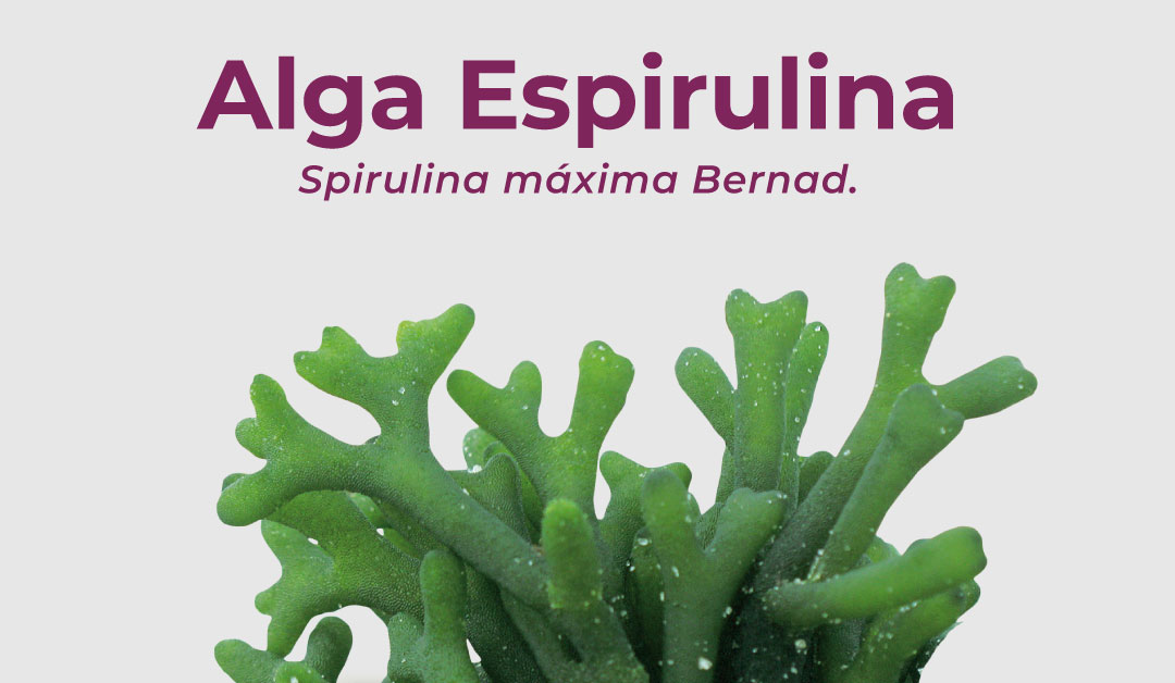 Lee más sobre el artículo Alga Espirulina – Spirulina máxima Bernad.