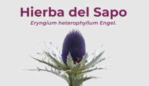 Lee más sobre el artículo Hierba del Sapo – Eryngium heterophyllum Engel.