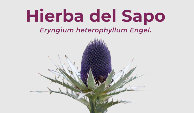 Hierba del Sapo – Eryngium heterophyllum Engel. - Asami :: Saber Ser