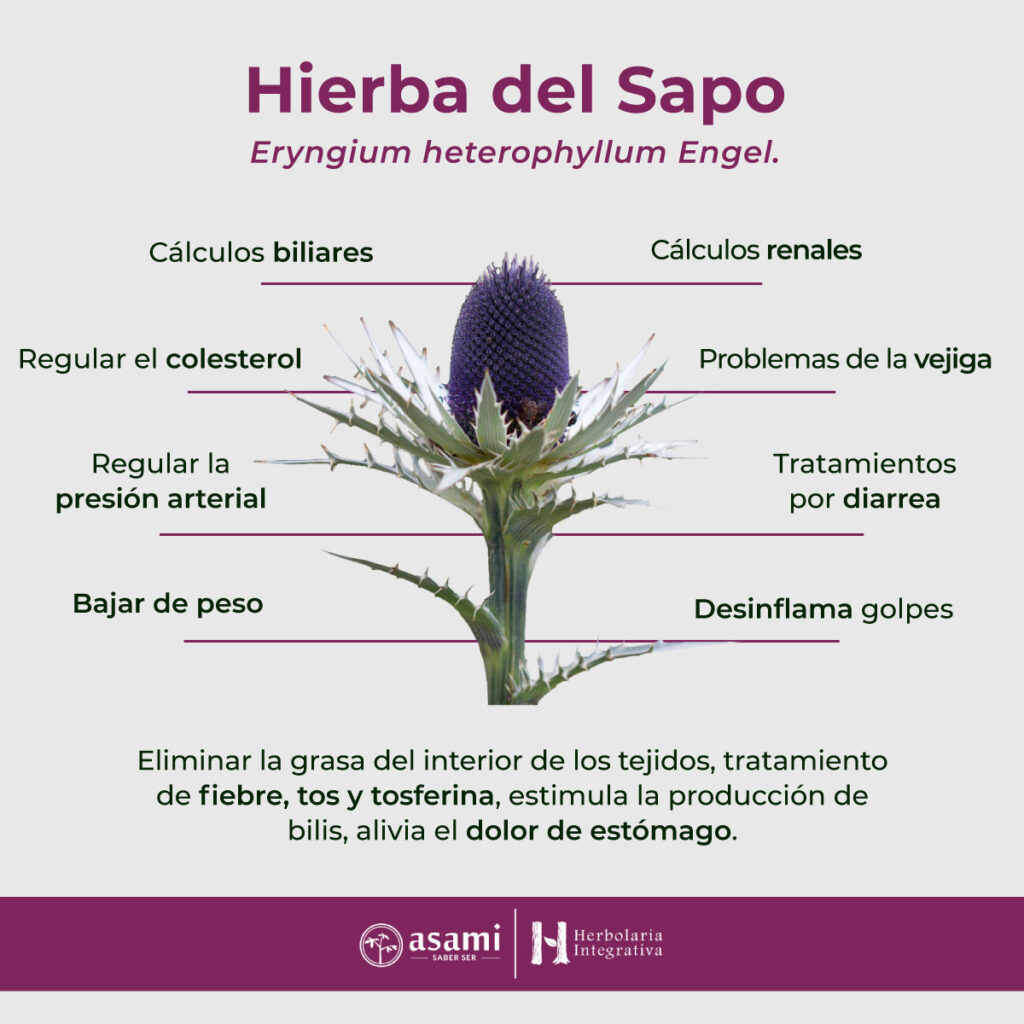 Hierba del Sapo – Eryngium heterophyllum Engel. - Asami :: Saber Ser