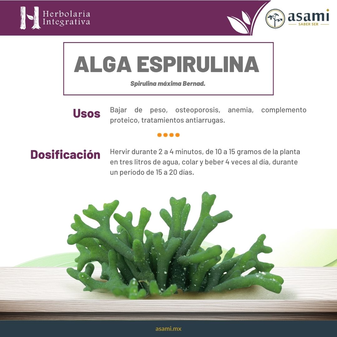 Alga Espirulina. Planta medicinal con altas propiedades nutricionales y medicinales.