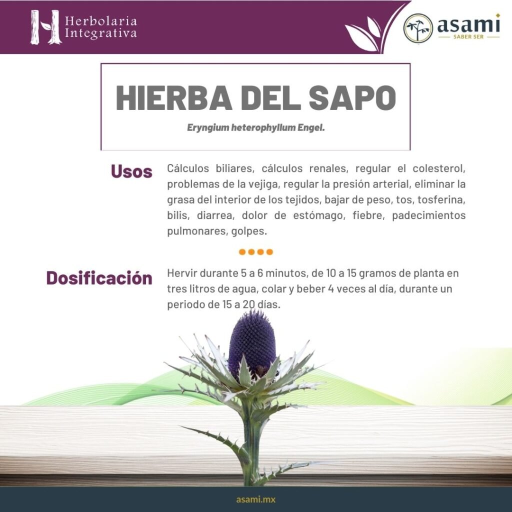 Hierba del Sapo – Eryngium heterophyllum Engel. - Asami :: Saber Ser