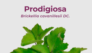 Lee más sobre el artículo Prodigiosa – Brickellia cavanillesii DC.