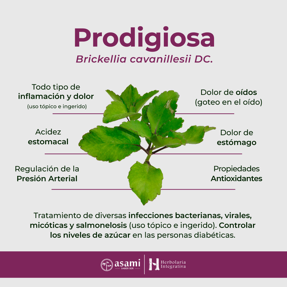 Prodigiosa. Planta medicinal. Herbolaria.