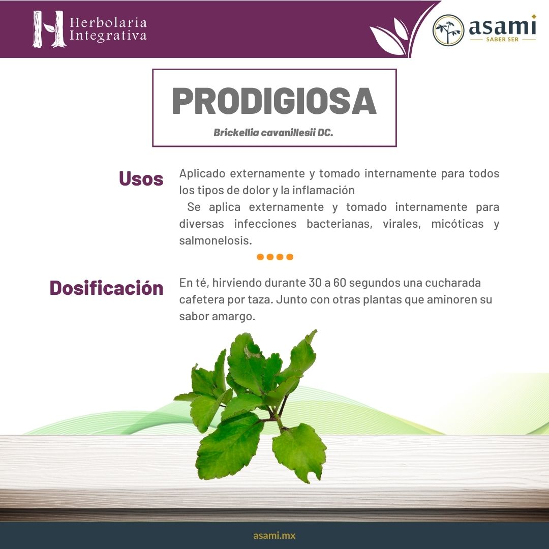 Prodigiosa. Planta medicinal con propiedades antiinflamatorias, digestivas, hepatoprotectoras y antipiréticas. Es utilizada para tratar afecciones hepáticas, problemas digestivos como indigestión y flatulencias, y para reducir la fiebre.