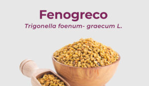 Lee más sobre el artículo Fenogreco – Trigonella foenum- graecum L.