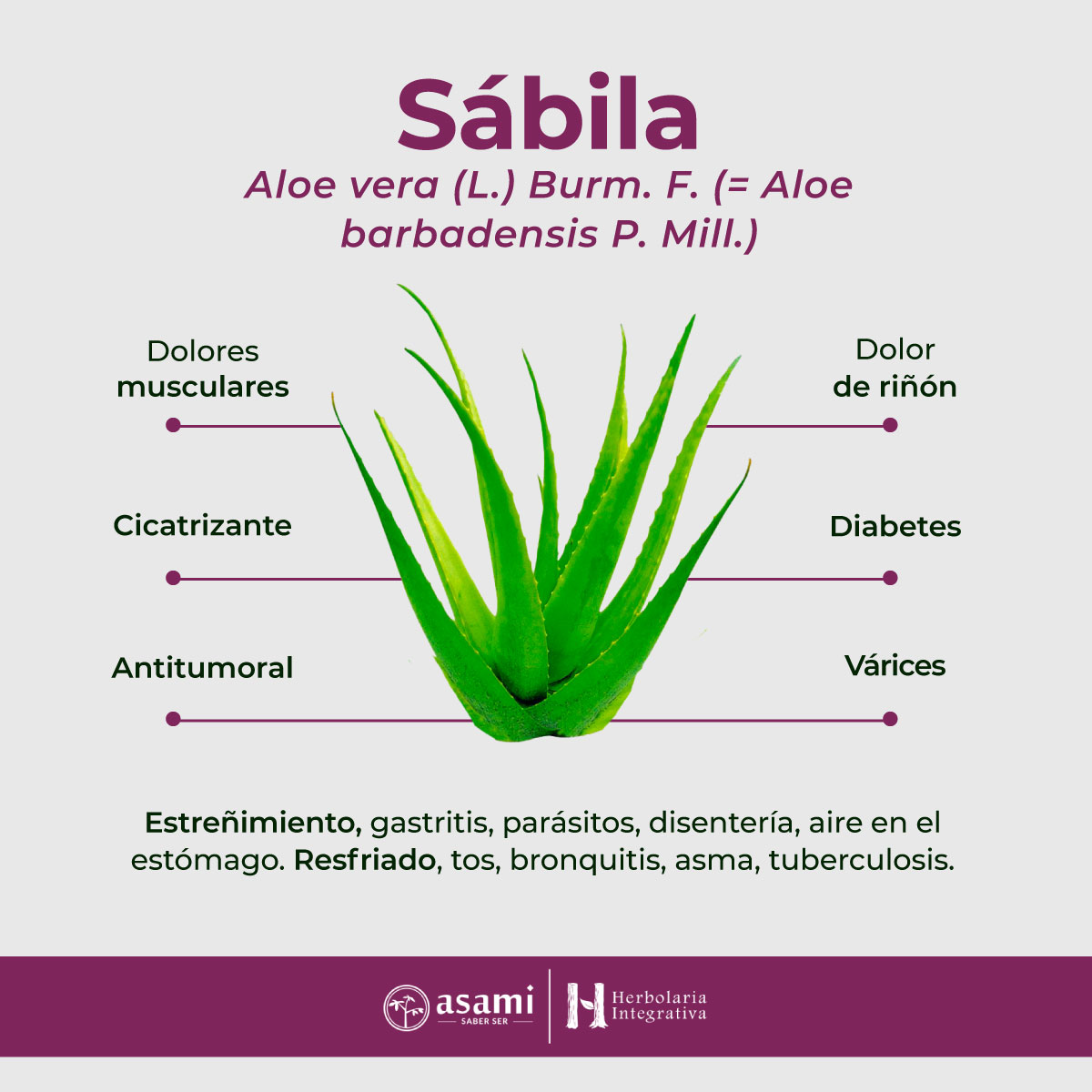 Sábila, Aloe vera, estreñimiento, cicatrizante, gastritis, aire en el estómago, diabetes, resfriado, tos, bronquitis, asma, tuberculosis, várices, dolores musculares y de riñón, antitumoral, parásitos, disentería