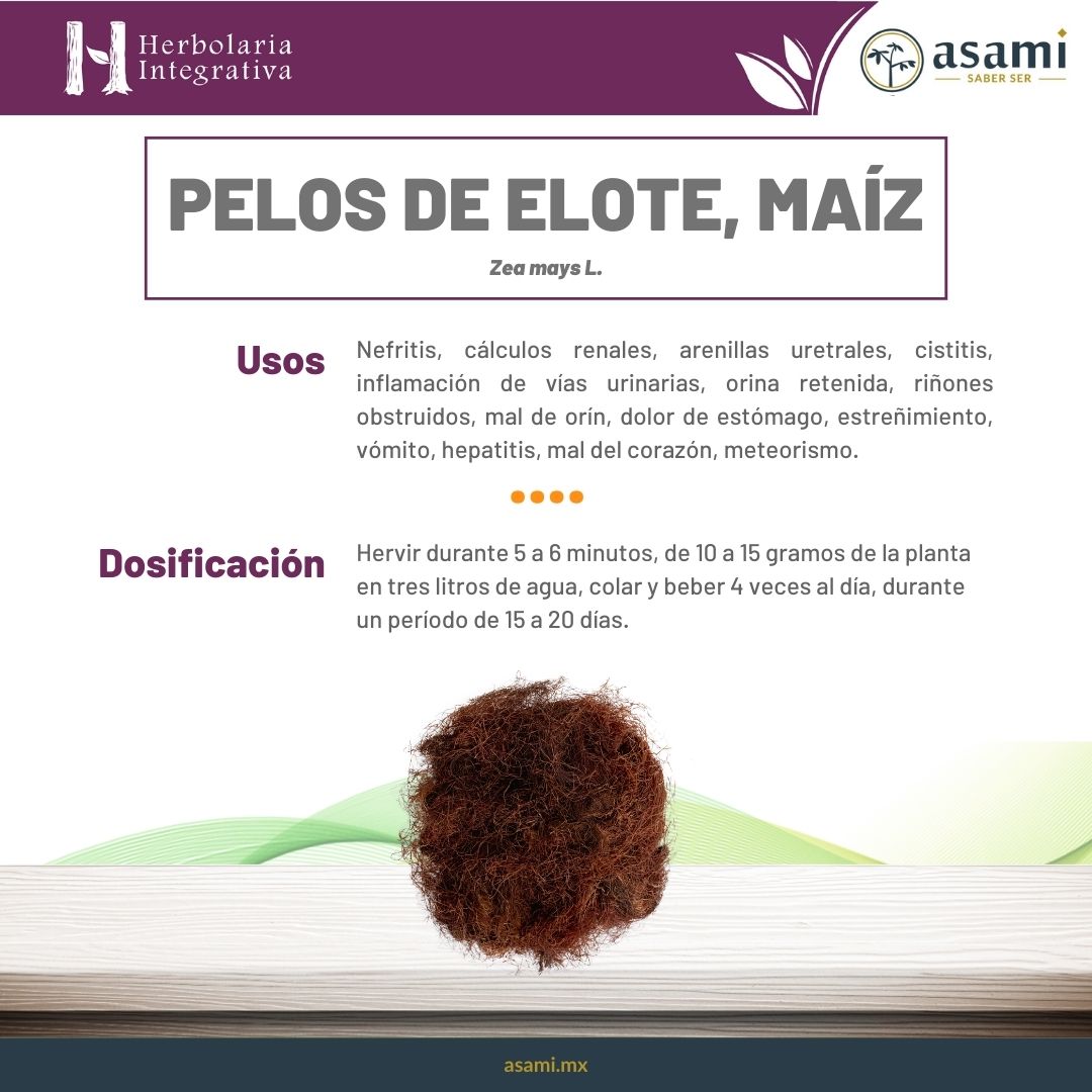 Pelos de elote. Maíz. Nefritis, cálculos renales, arenillas uretrales, cistitis, inflamación de vías urinarias, orina retenida, riñones obstruidos, mal de orín, dolor de estómago, estreñimiento, vómito, hepatitis, mal del corazón, meteorismo.