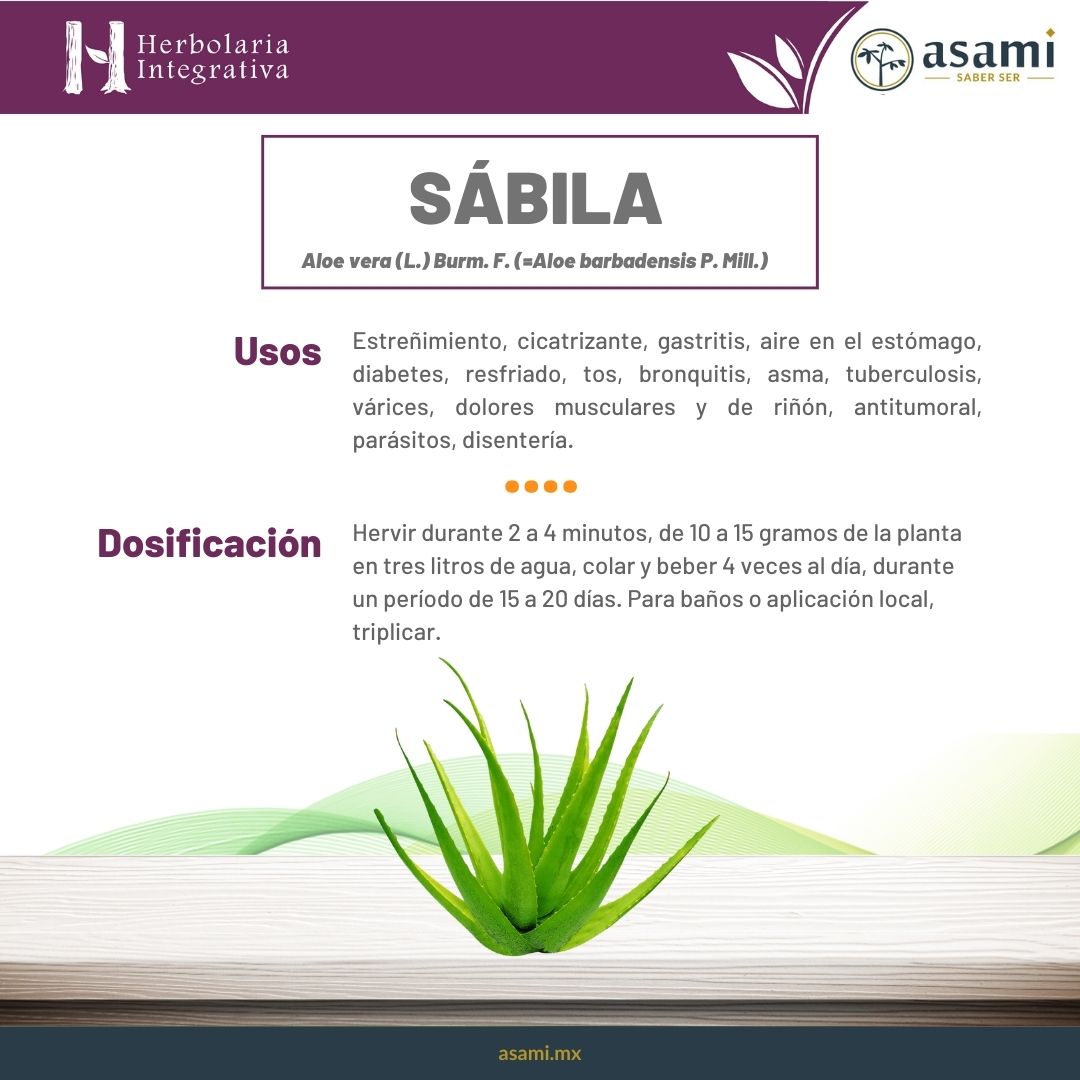 Sábila, Aloe vera, estreñimiento, cicatrizante, gastritis, aire en el estómago, diabetes, resfriado, tos, bronquitis, asma, tuberculosis, várices, dolores musculares y de riñón, antitumoral, parásitos, disentería