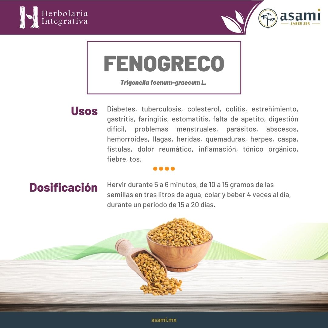 Fenogreco. Planta medicinal. Diabetes, tuberculosis, colesterol, colitis, estreñimiento, gastritis, faringitis, estomatitis, falta de apetito, digestión difícil, problemas menstruales, parásitos, abscesos, hemorroides, llagas, heridas, quemaduras, herpes, caspa, fístulas, dolor reumático, inflamación, tónico orgánico, fiebre, tos