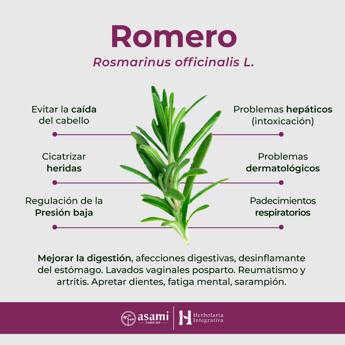 El romero (Rosmarinus officinalis) es una planta aromática que se ha utilizado desde la antigüedad por sus propiedades medicinales y culinarias.