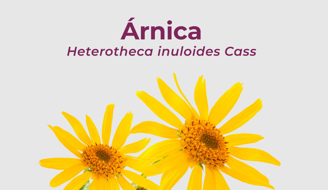 En este momento estás viendo Árnica – Heterotheca inuloides Cass.