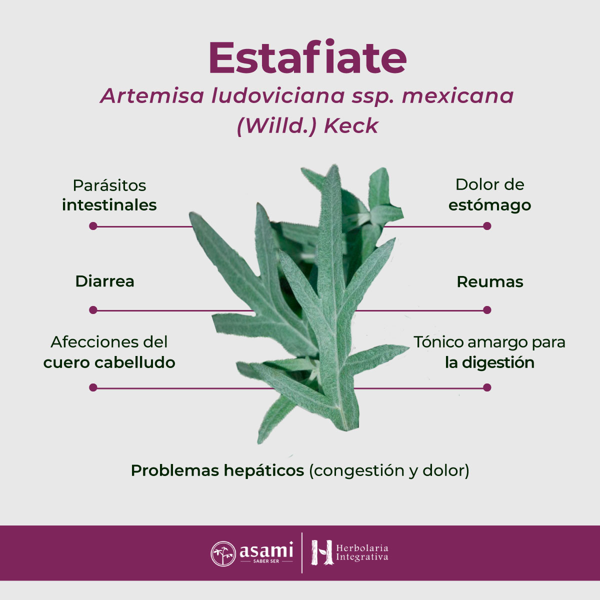 Estafiate. Artemisa ludoviciana. Planta medicinal. 