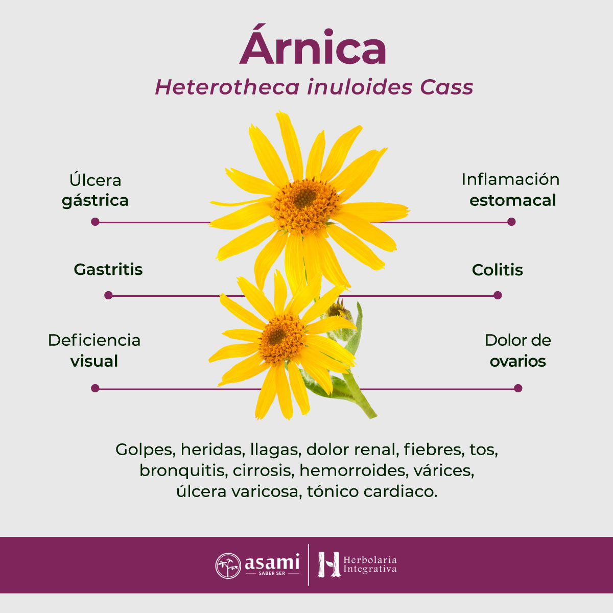 El árnica (Arnica montana) es una planta conocida por sus propiedades antiinflamatorias y analgésicas.