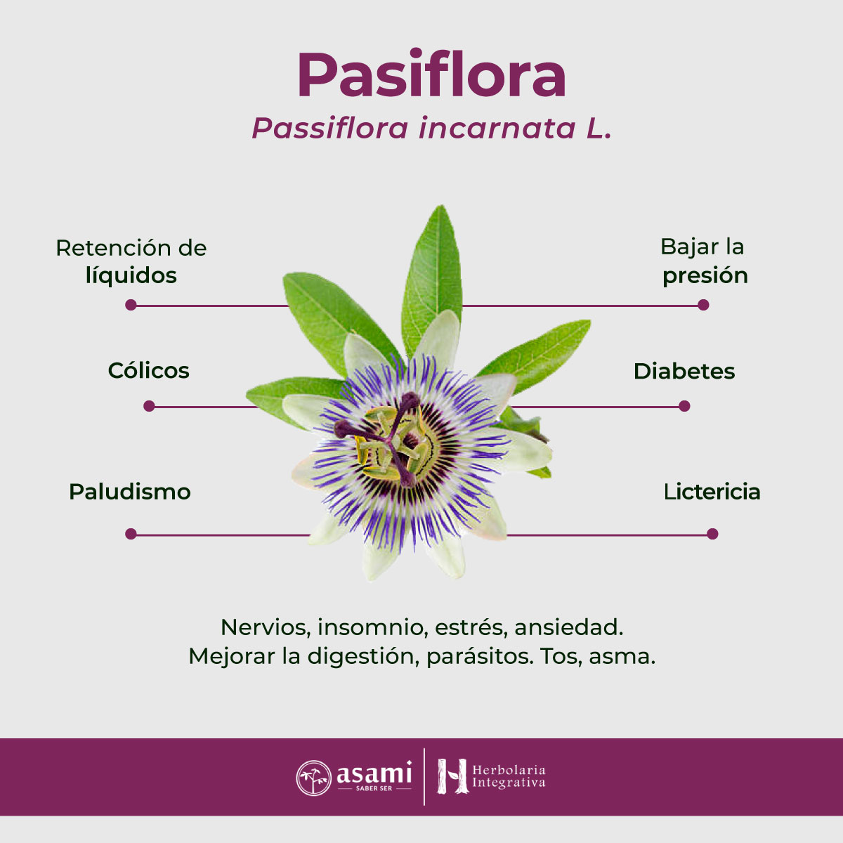 La pasiflora es una planta que ha trascendido fronteras y tiempos, manteniéndose como un remedio natural popular gracias a sus propiedades sedantes.