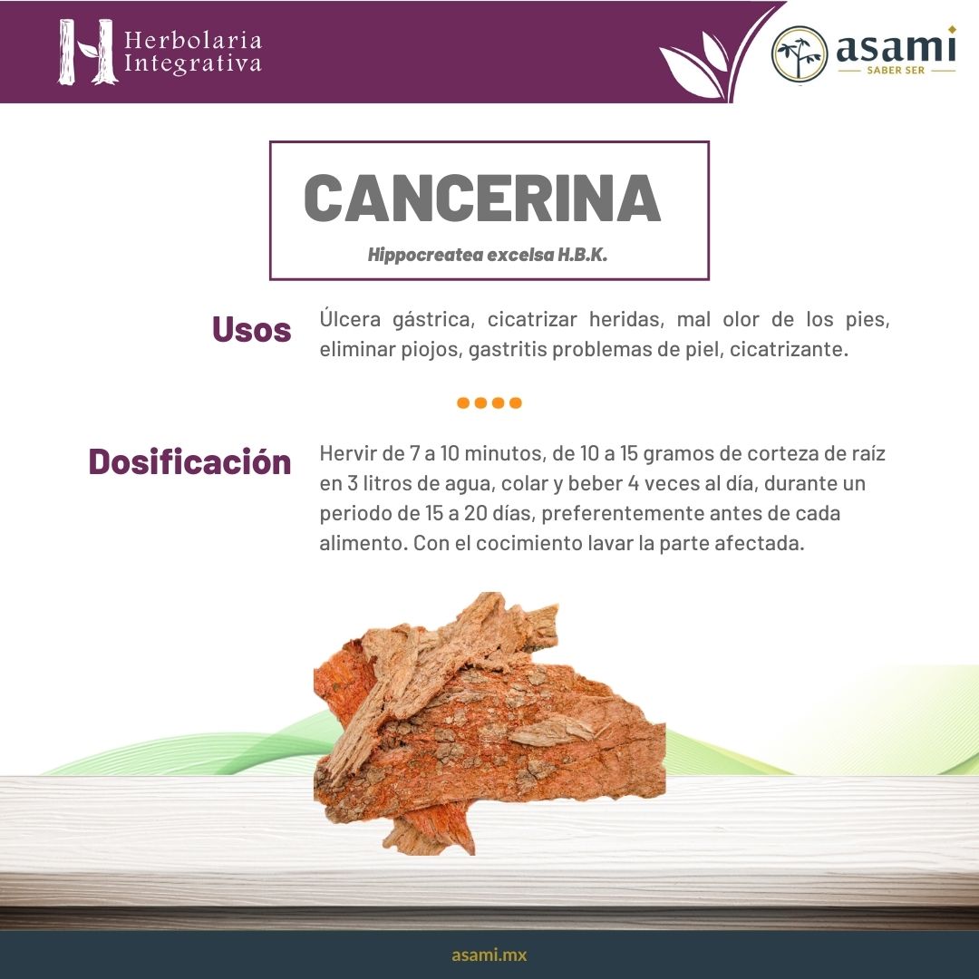 Cancerina. Úlcera gástrica, cicatrizar heridas, mal olor de los pies, eliminar piojos, gastritis problemas de piel, cicatrizante.