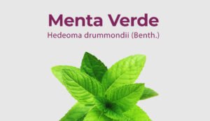 Lee más sobre el artículo Menta Verde – Hedeoma drummondii (Benth.)