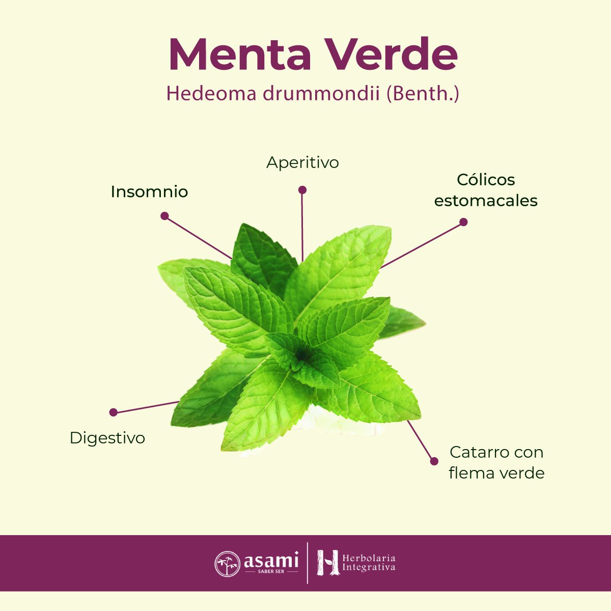 La menta verde es una de las plantas medicinales más populares y utilizadas en el mundo, tanto por sus propiedades aromáticas como por sus beneficios terapéuticos.