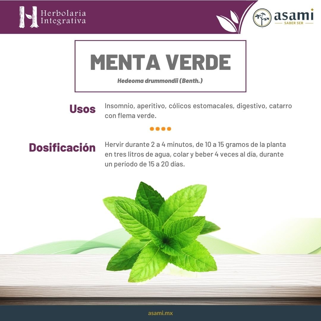 Menta verde. Planta medicinal. Insomnio, aperitivo, cólicos estomacales, digestivo, catarro con flema verde.