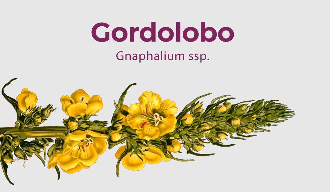 Lee más sobre el artículo Gordolobo – Gnaphalium ssp.