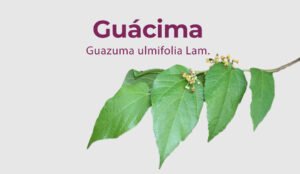 Lee más sobre el artículo Guácima – Guazuma ulmifolia Lam.