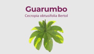 Lee más sobre el artículo Guarumbo – Cecropia obtusifolia Bertol
