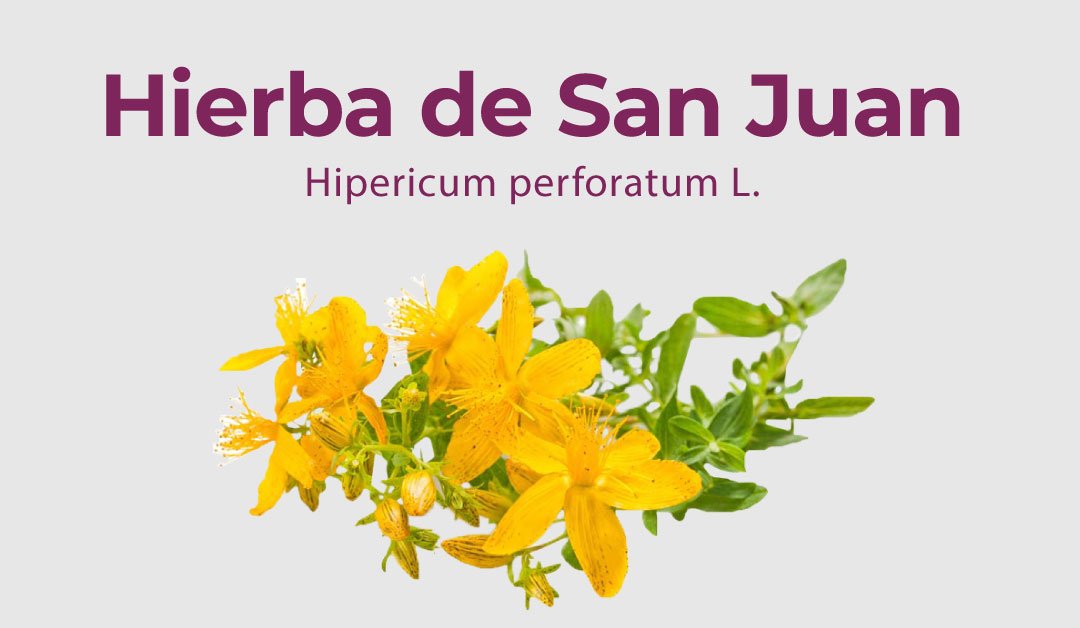 Lee más sobre el artículo Hierba de San Juan – Hipericum perforatum L.