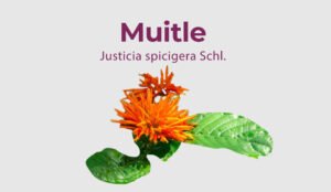 Lee más sobre el artículo Muitle – Justicia spicigera Schl.
