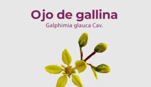 Lee más sobre el artículo Ojo de gallina – Galphimia glauca Cav.