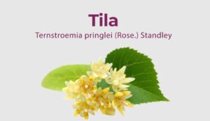 Lee más sobre el artículo Tila – Ternstroemia pringlei (Rose.) Standley