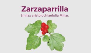 Lee más sobre el artículo Zarzaparrilla – Smilax aristolochiaefolia Millar.