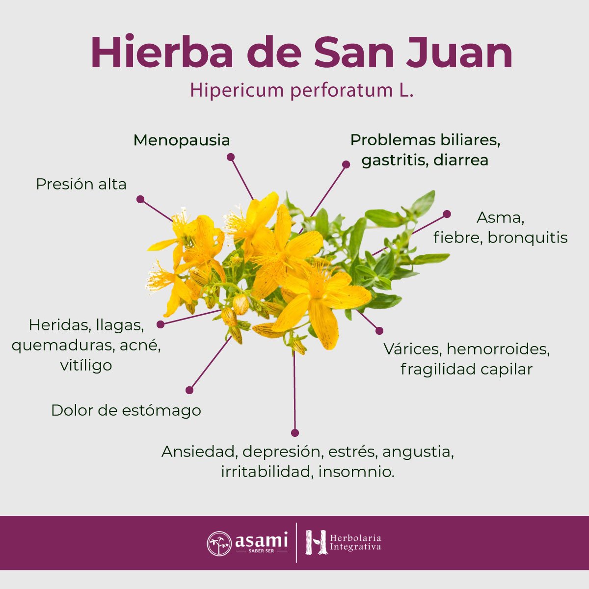 Hierba de San Juan. Auxiliar en el tratamiento de Ansiedad, depresión, menopausia, problemas biliares, gastritis, diarrea, asma, várices, hemorroides, fragilidad capilar, dolor de estómago, heridas, llagas, quemaduras, acné, vitíligo, presión alta, fiebre, bronquitis, estrés, angustia, irritabilidad, insomnio.