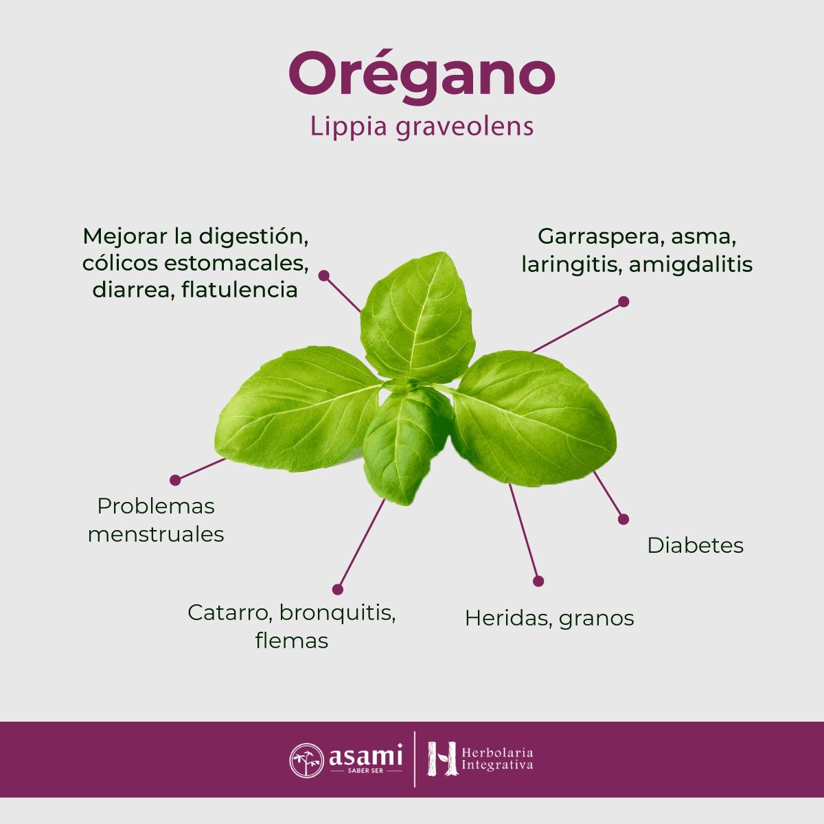 Orégano. Auxiliar en el tratamiento de catarro, bronquitis, flemas, mejorar la digestión, cólicos estomacales, diarrea, flatulencia, garraspera, asma, laringitis, amigdalitis, diabetes, problemas menstruales, heridas, granos.