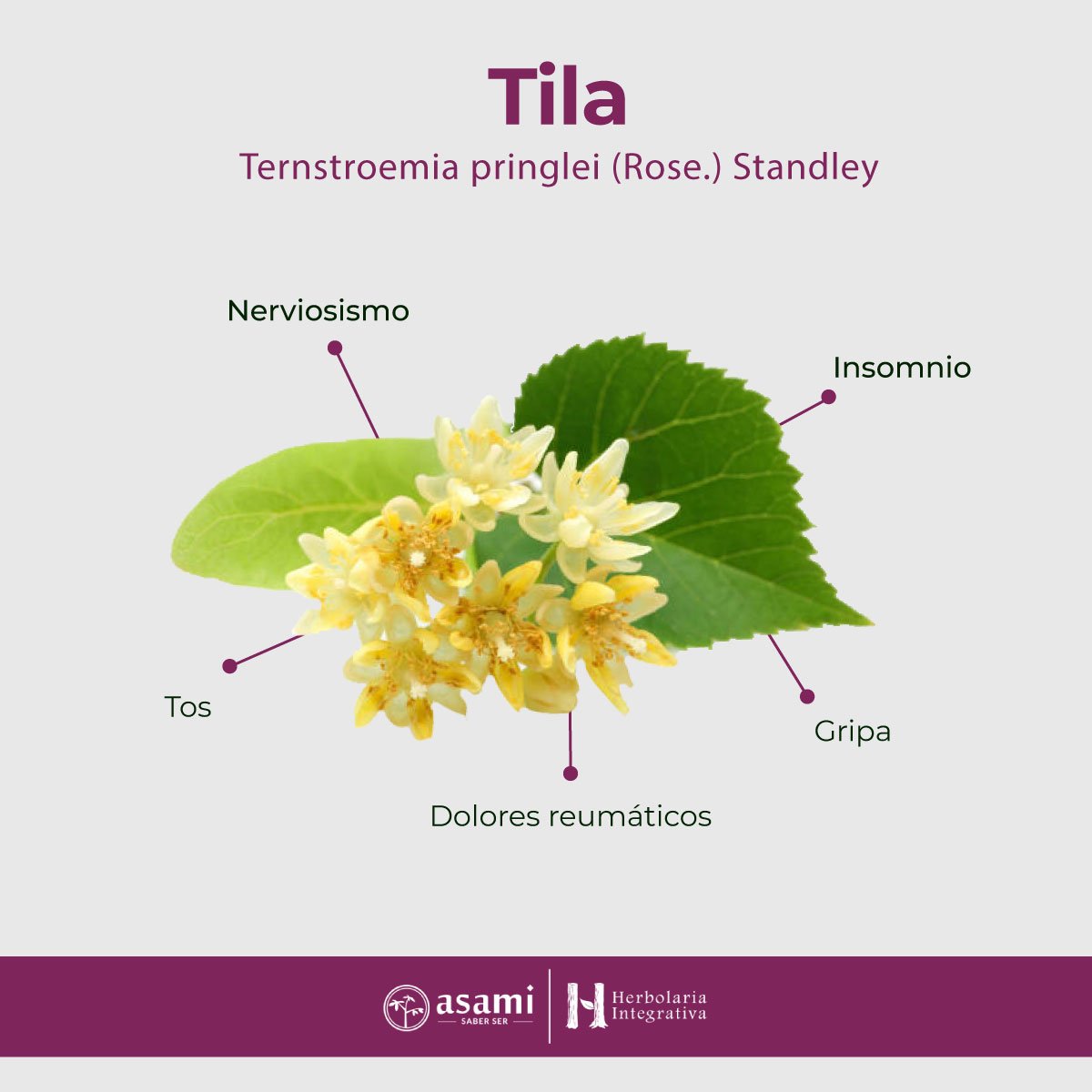 Tila. Auxiliar en el tratamiento del insomnio, bajar la presión arterial, desinflamar en general, convulsiones fiebres, calmante de dolores, reumatismo, irritación en el estómago, arterioesclerosis.