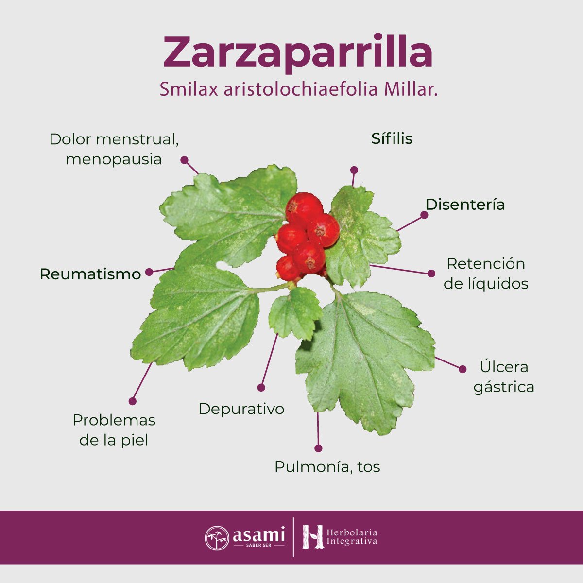 Zarzaparrilla. auxiliar en el tratamiento de dolor menstrual, sífilis, disentería, retención de líquidos, úlcera gástrica, pulmonía, tos, depurativo, problemas de la piel, reumatismo, menopausia.