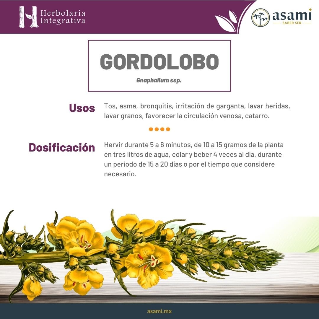 Gordolobo. Tos, asma, bronquitis, irritación de garganta, lavar heridas, lavar granos, favorecer la circulación venosa, catarro.