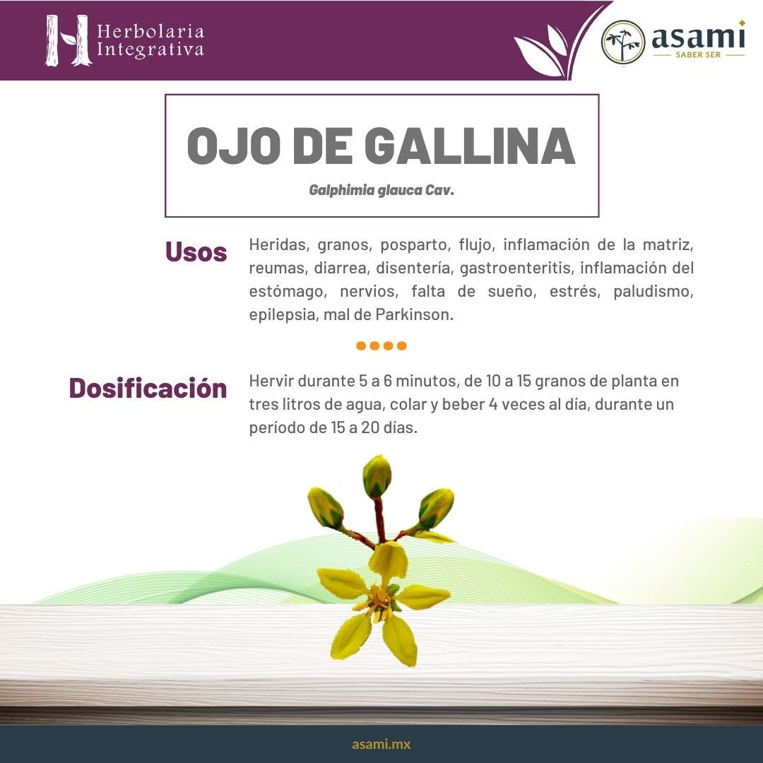 Ojo de gallina. Heridas, granos, posparto, flujo, inflamación de la matriz, reumas, diarrea, disentería gastroenteritis, inflamación del estómago, nervios, falta de sueño, estrés, paludismo, epilepsia, mal de Parkinson.