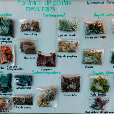 plantas-medicinales-curso-herbolaria.jpg